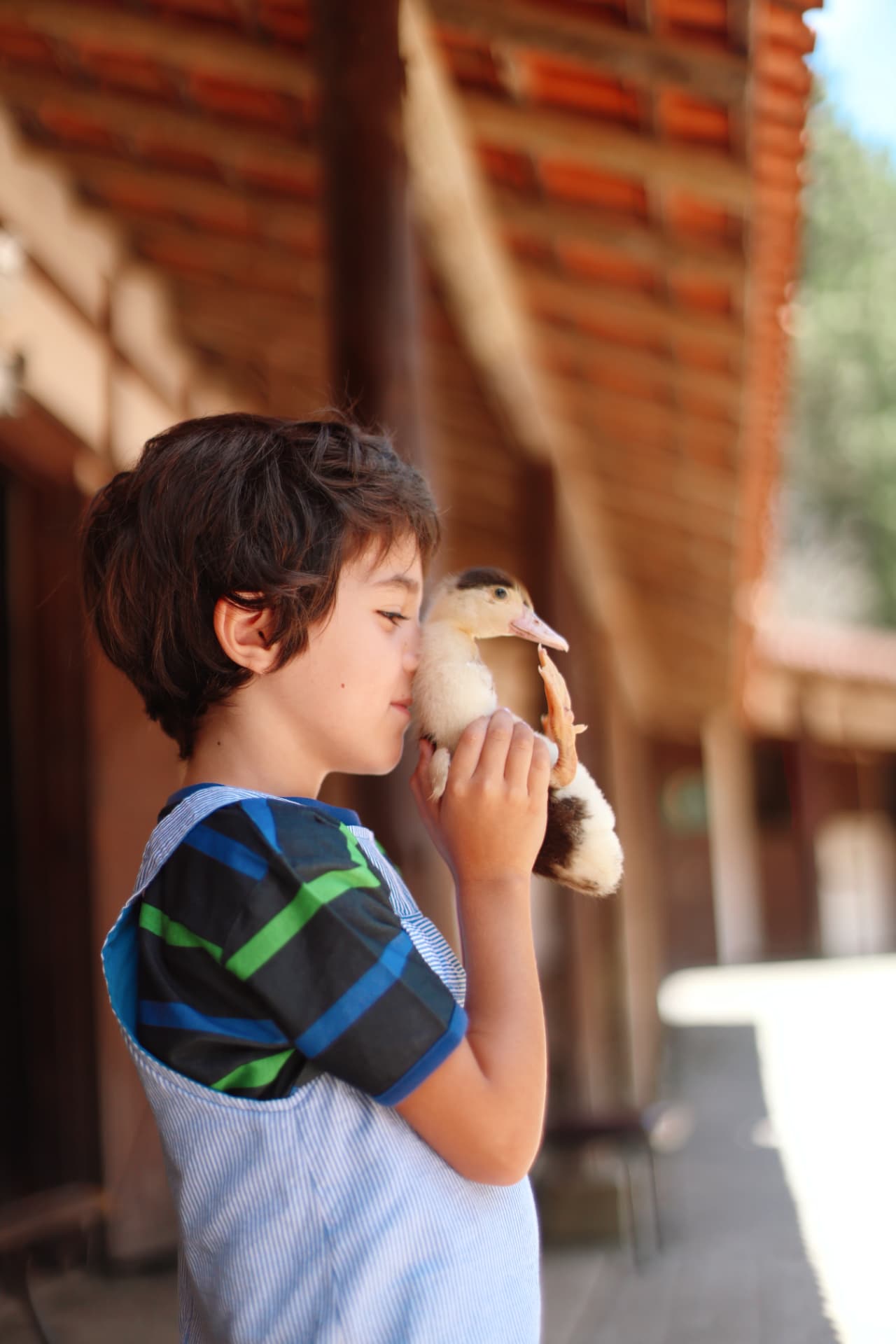 Menino com um patinho no colo na fazendinha